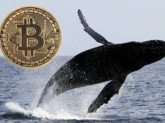 Có phải “cá voi Bitcoin” gây ra sự sụp đổ trong thị trường tiền mã hóa?