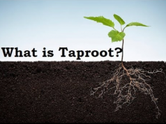 taproot