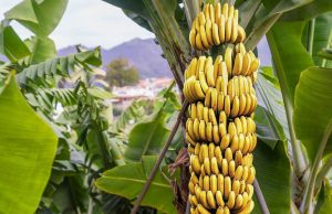Hoa Kỳ thu giữ 6,5 triệu đô la Bitcoin và USDT từ chương trình Ponzi ‘Banana Fund’