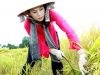 Nông dân canh tác năng suất trên DeFi kiếm được 500% lợi nhuận nhưng hầu hết không hiểu gì