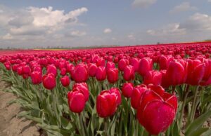 Bitcoin là hội chứng hoa Tulip bất diệt