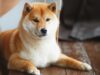 Dữ liệu Coin Metrics: 68% nguồn cung DOGE nằm trong tay 100 ví hàng đầu doge