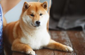 Dữ liệu Coin Metrics: 68% nguồn cung DOGE nằm trong tay 100 ví hàng đầu doge