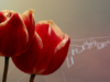 Giá của một củ hoa tulip đã tăng lên ngang với một dinh thự vào 400 năm trước, liệu NFT có phải là “hội chứng hoa tulip” của thế kỷ 21? nft
