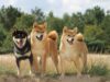 SHIB mang lại lợi nhuận 8 tỷ đô la cho nhà sáng lập Ethereum Buterin DOGE SHIB