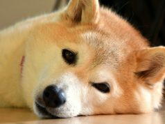 shib