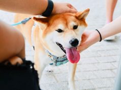 Shiba Inu