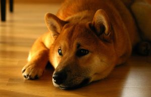 Giá SHIB giảm hơn 7% sau cáo buộc Chain ID của Shibarium là bản sao shiba-inu-shib-lai-tang-them-mot-con-so-0-vao-gia-khi-cac-altcoin-chinh-giam