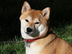 shib