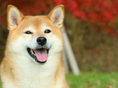 SHIB