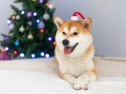 Thuật toán học máy dự đoán giá DOGE dịp Giáng sinh