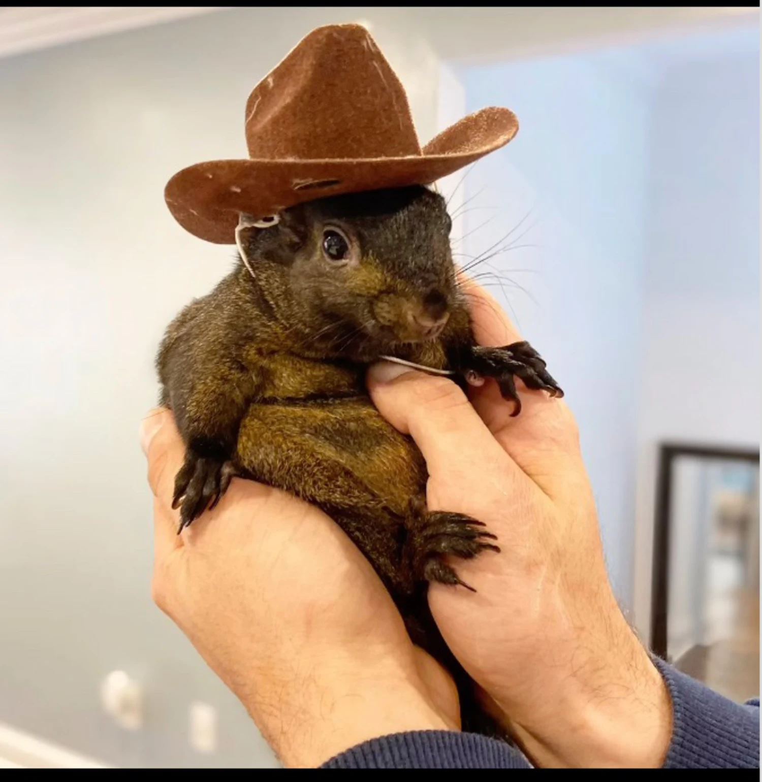 Peanut the Squirrel