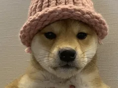 Dogwifhat bán mũ len gốc với giá gần 800.000 USD, token liên quan tăng 700%